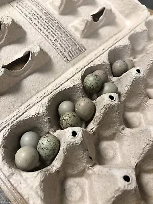 10+ Button Quail Hatching Eggs • $12