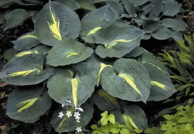 £13 • Buy Hosta Thunderbolt® Garden Plant Sent Out In 0.5 Litre Pot Or Bareroot.