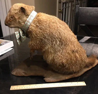 Rare Vintage Prairie Dog Taxidermy Missing An Eye! Perfect Display For Man Cave! • $299.99