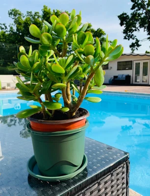 £11.99 • Buy Money Tree Jade Good Luck Plant Crassula Ovata Friendship Tree 25-40cm  2L Large