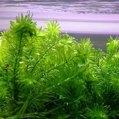 Elodea Densa 5-500 Oxygenating Pond / Tropical Water Aquarium Live Plants Egeria • £2.45