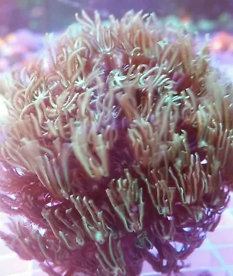 Live Aquacultured Large Green Long Polyp Pipe Organ Coral Colony 3 -3.5   • $39.99