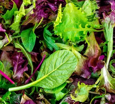 Lettuce Seeds - High Yielding Heirloom Non-GMO Free Shipping Mesclun Mix • $160