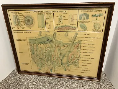 Skin Components Chart Medical Science Business Quack￼ Art Vintage Framed Print • $29