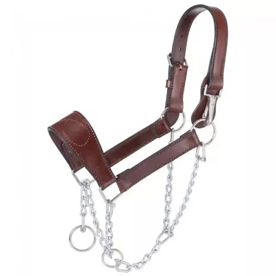 Royal King Adjustable Leather Mule Halter SS Hardware Draw Chain Horse Tack • $75