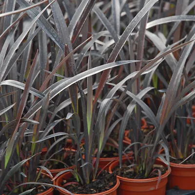 Phormium Hardy Perennial Garden Plant 'Black Velvet' 1 2 Or 3 X 9cm Pot T&M • £24.99