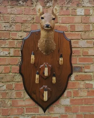 £300 • Buy Unusual Mounted Roe Deer Head & Hooves Plaque - Rack/Coat Hook TV/Film Prop
