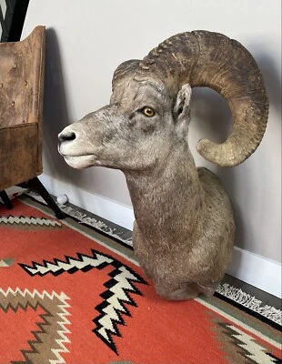 $2600 • Buy Bighorn Sheep Mount
