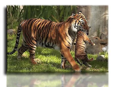 Wall Art Canvas Picture Print Of Tiger With Baby Cub Ready To Hang • £13.99