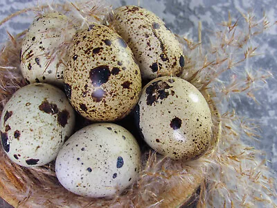 165 Jumbo Wild Coturnix Fertile Hatching Quail Eggs From Broome County Quail • $89.99