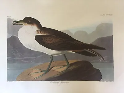 $35 • Buy 1971 Audubon Amsterdam Edition - Wandering Shearwater - Double Folio Lithograph