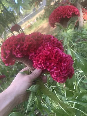 Celosia CRISTATA Mixed Cockscomb Dried Flowers Cutflowers Non-GMO 100 Seeds! • $3.29