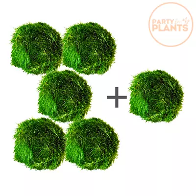 £5.49 • Buy 5 Marimo Moss Balls + 1 Free Shrimp Java Aquarium Plant Aquatic Gift Vase Pet