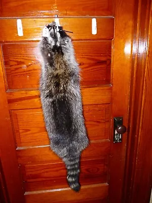 HUGE BEAUTIFUL Tanned RACCOON FUR PELT TAXIDERMY R4 LOG CABIN MOUNTAIN MAN HAT • $47