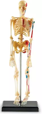 Skeleton Model Miniature Model Easy To Manipulate 41-Piec • $35