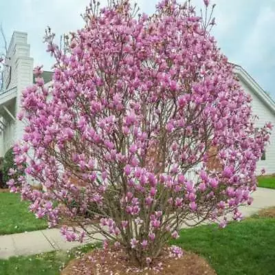 Jane Magnolia Shrub/Tree - Live Potted Plant - 12-18  Tall Seedling - Gallon Pot • $64.99