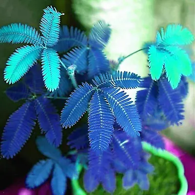 Premium Flower Seeds 1 Bag Mimosa Pudica Seeds Natural High Germ Rate Blue  • £11.58