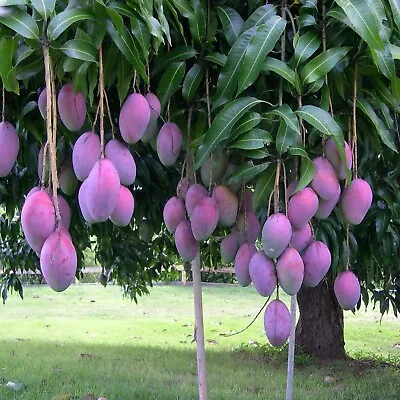 Grafted Mango Palmer ( Manglifera ) Tropical Live Fruit Tree 2’-3’ Feet • $75.99