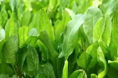 £3.69 • Buy GARDEN SORREL BIG LEAFS SEEDS Approx 200seeds - Rumex Acetosa (Szczaw).