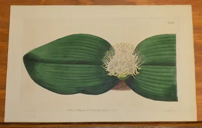 1823 Color FLORAL Print/OBLONG-LEAVED MASSONIA Or MASSONIA LONGIFOLIA • $19.99