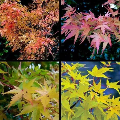 3 X Japanese Maple Coral Bark / Senkaki / Sango Kaku Acer Tree SEEDLINGS • £12.49