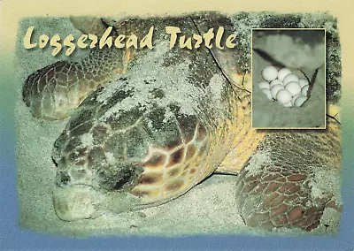 Loggerhead Turtle Laying Eggs Greeting Postcard Melbourne Beach Fl Florida • $1.99