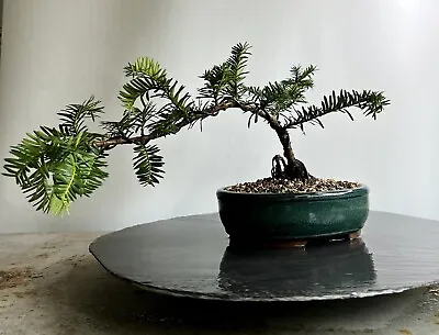 Way Of Life Bonsai Tree-Hybrid Yew - FREE UK DELIVERY/NARUKO • £70