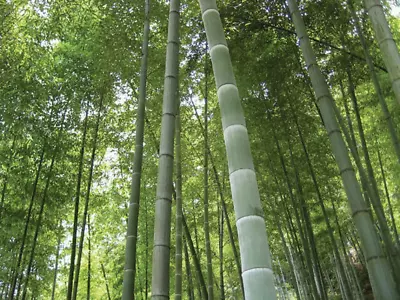 Giant Moso Bamboo Phyllostachys Pubescens 150 Seeds - Seeds • $16