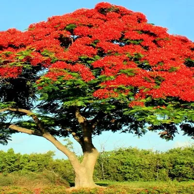 ROYAL POINCIANA RED FLAME TREE SEEDS Delonix Regia Tropical Flamboyant Flower • $6.95