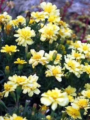 Marigold Seeds French Marigold Alumia Vanilla Cream 25 Seeds • $2.75