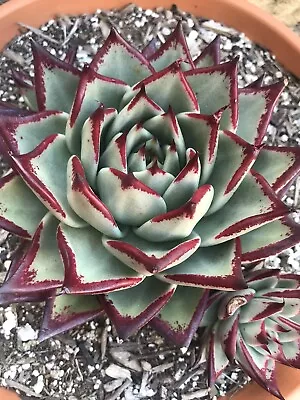 🔥 Echeveria Agavoides Ebony US Wide Leaf*Rare Find Succulent CUTTING • $49.95