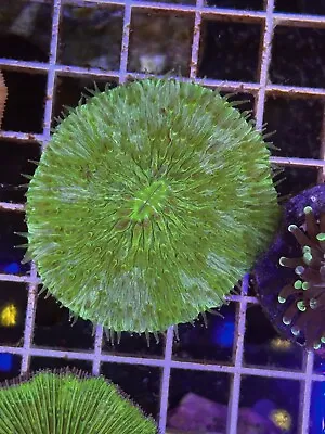 SAF~Green Fungia Plate Live Coral “WYSIWYG” SPS LPS Colony • $69.99