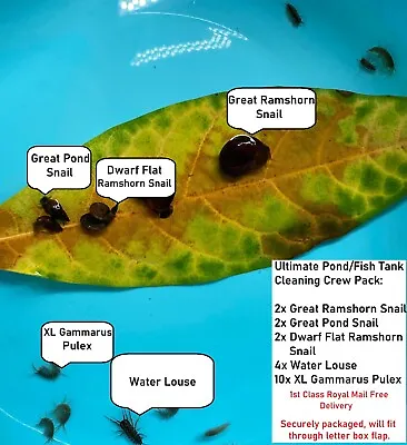 £16.99 • Buy Pond Tank Clean Up Crew Snails 3 Species Water Louse Gammarus Pulex