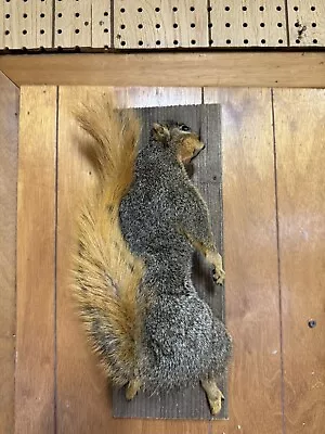 Squirrel Taxidermy Red Squirrel • $129.99