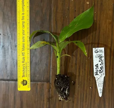 Hardy Banana (Musa Basjoo) - 1 TC Plant Plug Tree - 3-6 Inches - Edible!!! • $9.99