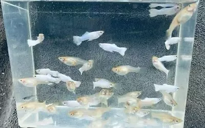 $41.99 • Buy 6 (2 Trios) Live Platinum Guppy Livebearers Freshwater Aquarium Tank Fish
