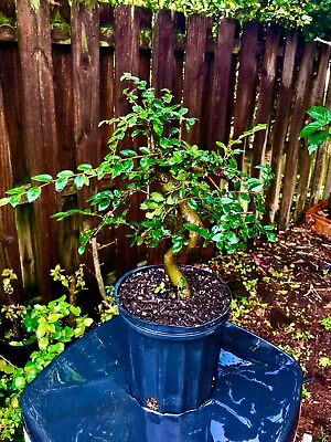 CHINESE ELM  Pre-Bonsai /Bonsai Tree  Cold Hardy / Tiny Leaves 6-7 Years Old • $125