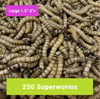 250 LARGE SUPERWORMS 1.5 -2    -   Free Shipping Live Arrival Guarantee   • $21.99