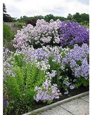 CAMPANULA Lactiflora 'New Hybrids' Milky Bellflower-50 Seeds Tall/ HP(Tiny Seeds • £2.70