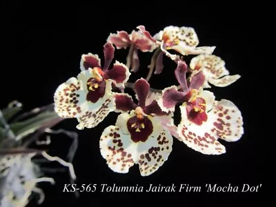Set Of 5 Tolumnia  Orchids  Mini Oncidium Orchid Blooming Size • $75