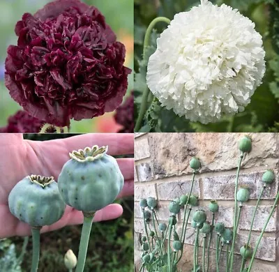 Poppy TUXEDO Mix Black & White Double Peony Blooms Huge Pods  Non-GMO 500 Seeds! • $3.98