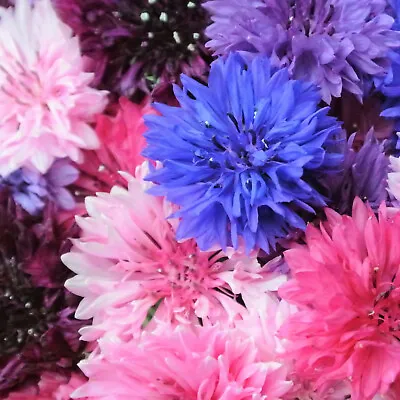 Cotton Candy Mix Tall Bachelor Button Seeds | Cornflower Edible Flower Seed 2024 • £3.17