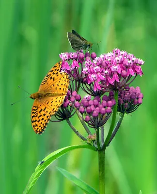 100+ Pink Swamp Milkweed Seeds Asclepias Incarnata MONARCH BUTTERFLY FOOD • $2.77