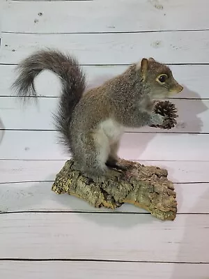 Taxidermy Mounted Eastern Gray Squirrel On Wood With Pinecone  • $159.99