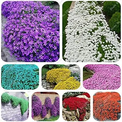 £2.49 • Buy 100 Creeping Thyme Seeds Colour Mix Plant Flowers Perennial Garden Rainbow Uk