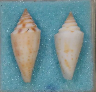 Conus Jaspideus Stearnsi 2 Shells 19+20mm Mollet Kay. Gulf Of Mexico • $48