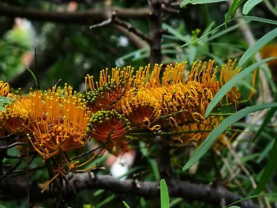 10 Tropical SEEDS- Silky Oak - Beautiful Grevillea Robusta • $8.99