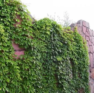 Virginia Creeper 100 PURE Seeds Parthenocissus Quinquefolia Boston Ivy USA • $4.50