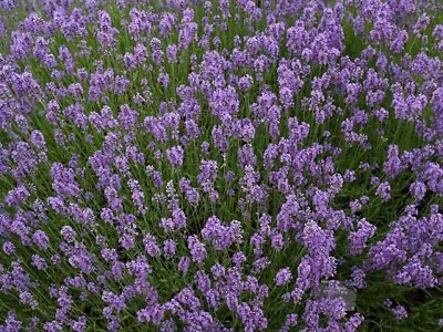 100 Lavandula Seeds Angustifolia Munstead Seeds • $4.75