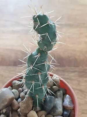 £5.50 • Buy Frost-resistant Prickly Pear, In Front Of The House,pots7cm